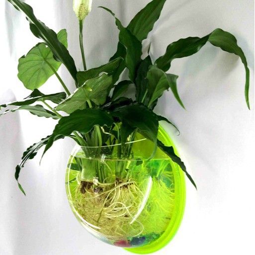 Wall-Mount Acrylic Fish Bowl