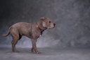 Simulation Animal Resin Pendulum Squatting Dog